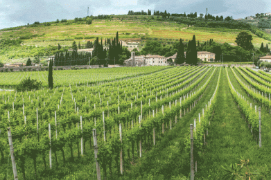 3131-Valpolicella