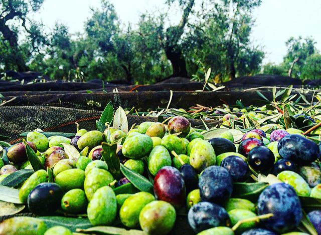 Azienda Agricola Depalo