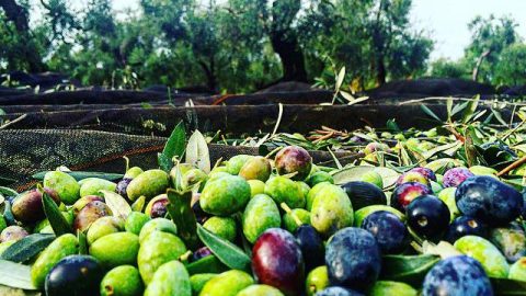 Azienda Agricola Depalo