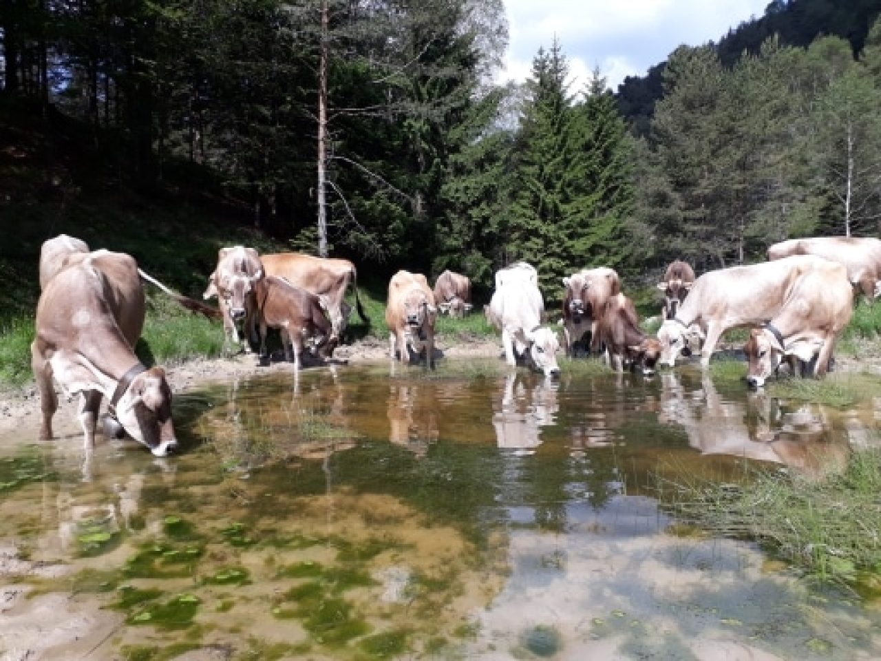 Azienda Agricola Bengali