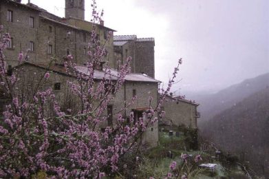 Raggiolo_fiori_fra_la_neve