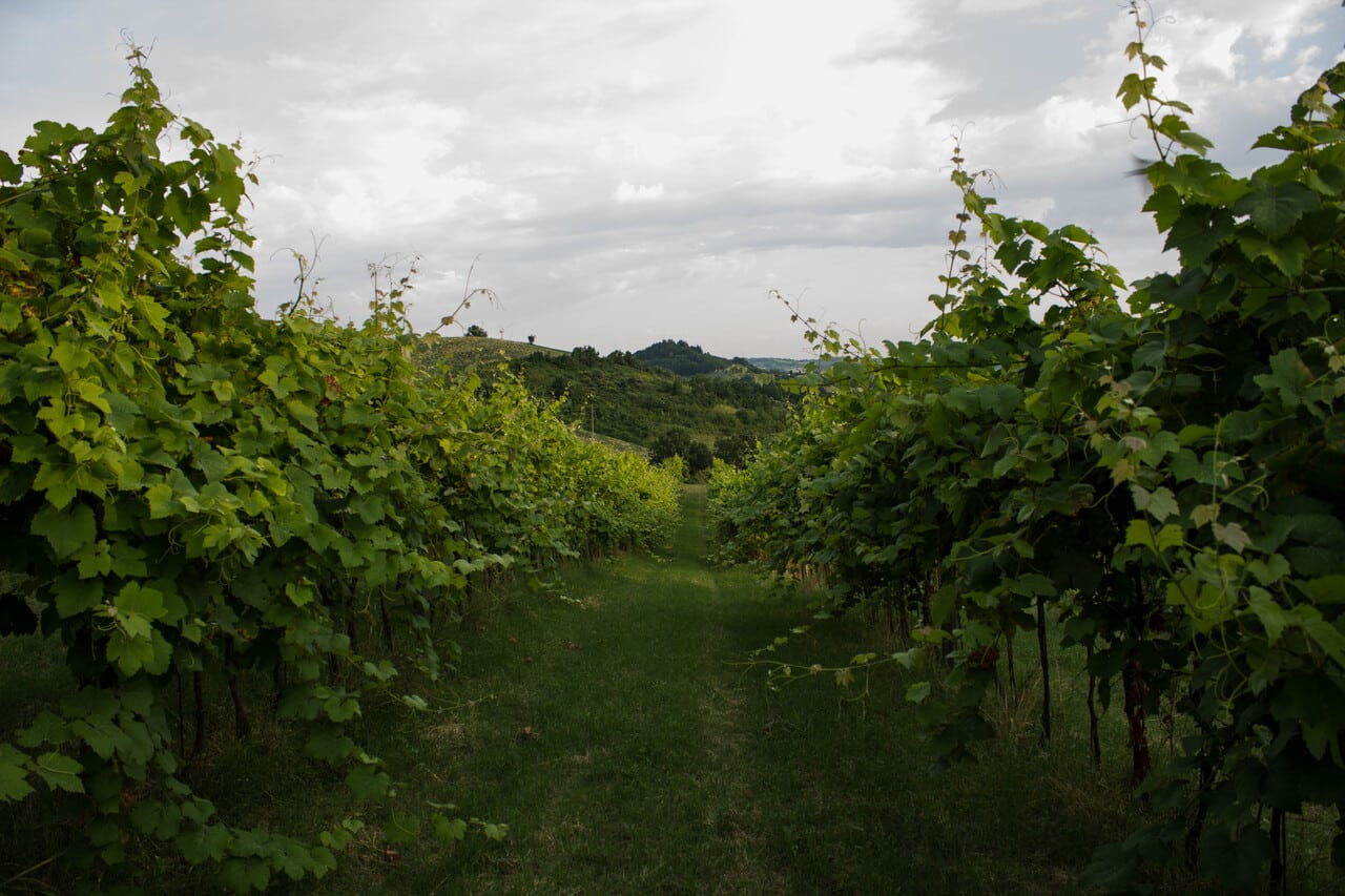 Esperienza alla Tenuta La Viola, Bertinoro