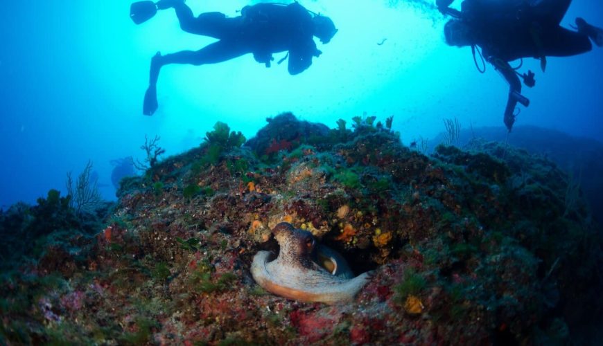 Leggende di Mare: Dalle creature mitologiche alle storie di marinai