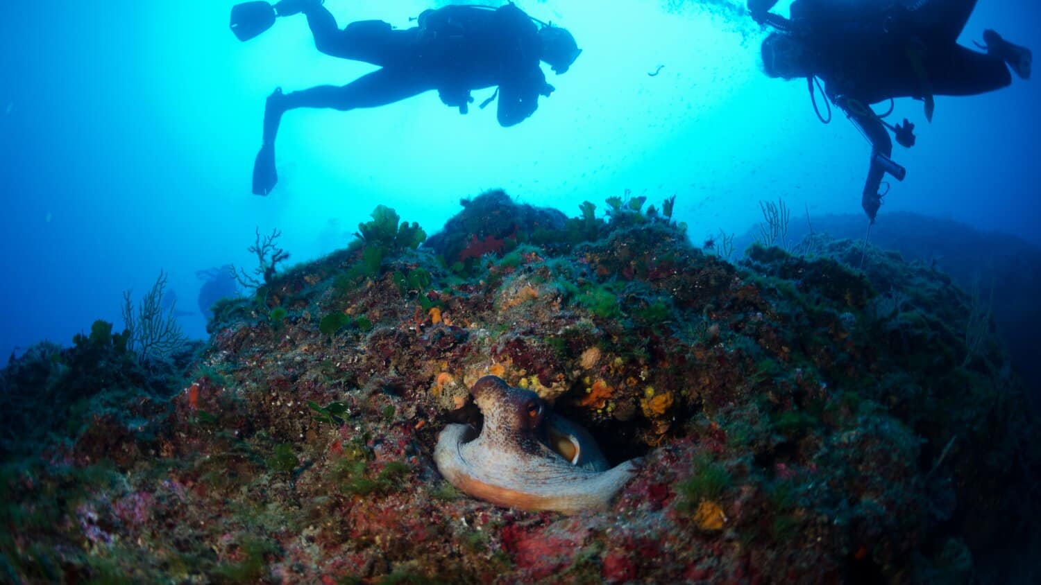 Leggende di Mare: Dalle creature mitologiche alle storie di marinai