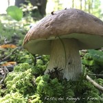 Festa dei funghi a Forni di Sopra