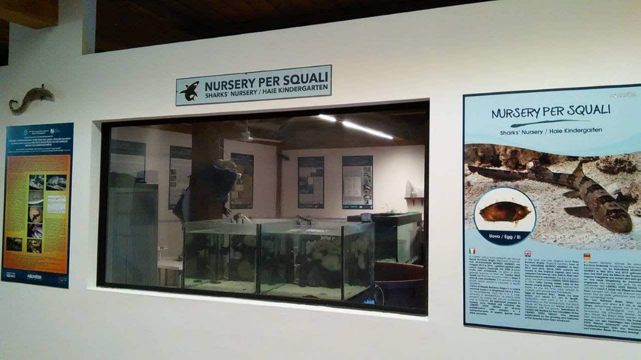 Aquarium Mondo Marino