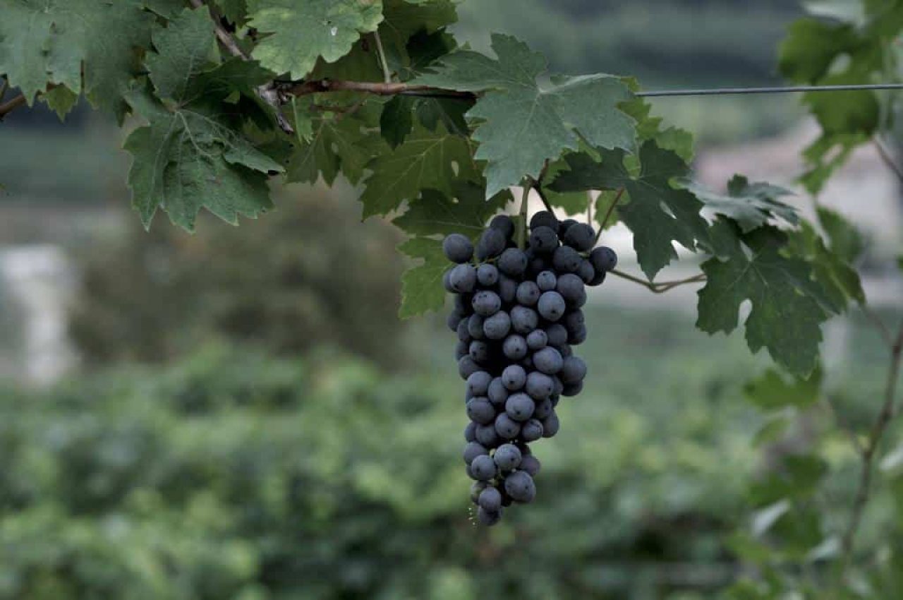 Azienda Agricola Boscaini Carlo