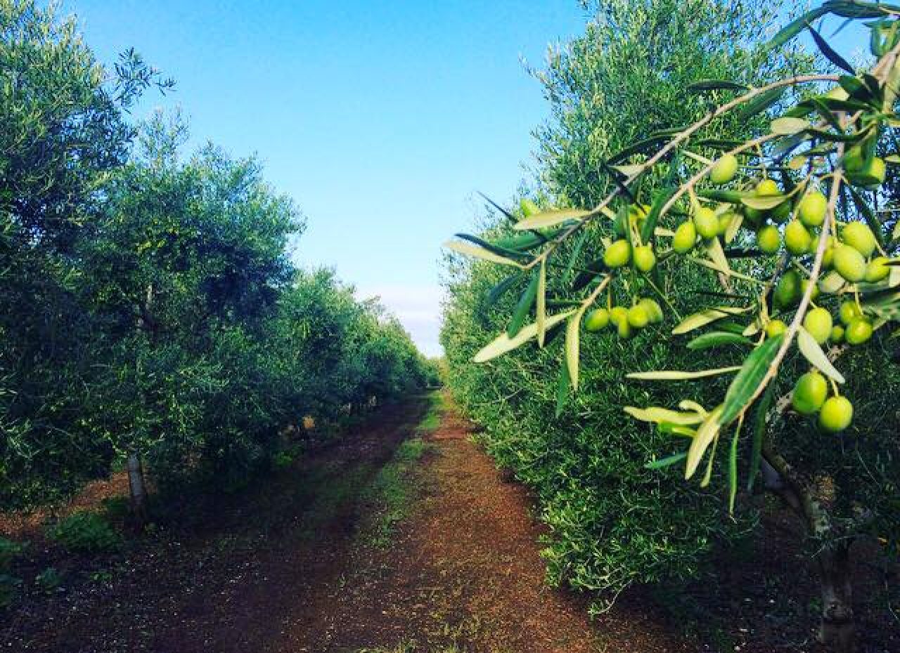 Azienda Agricola Depalo