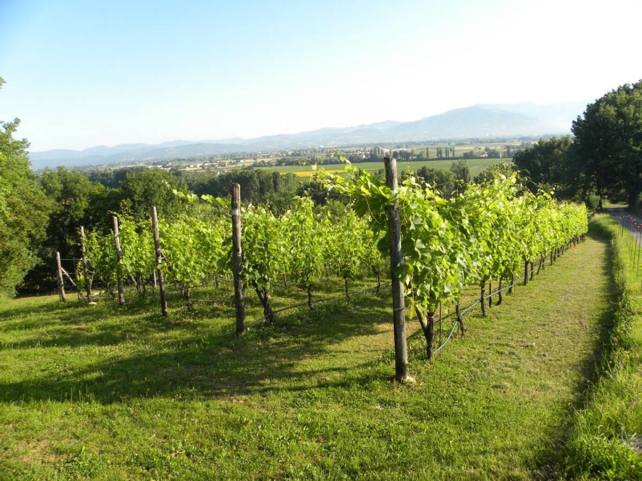 Azienda Agricola Bistarelli