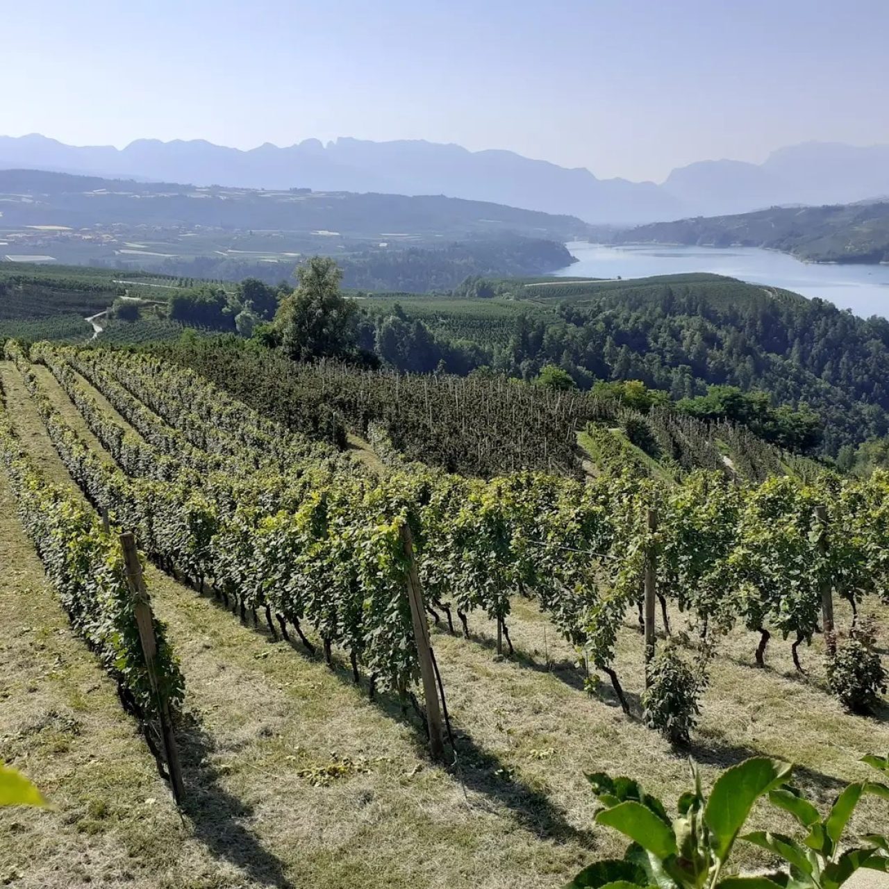Azienda Agricola El Zeremia