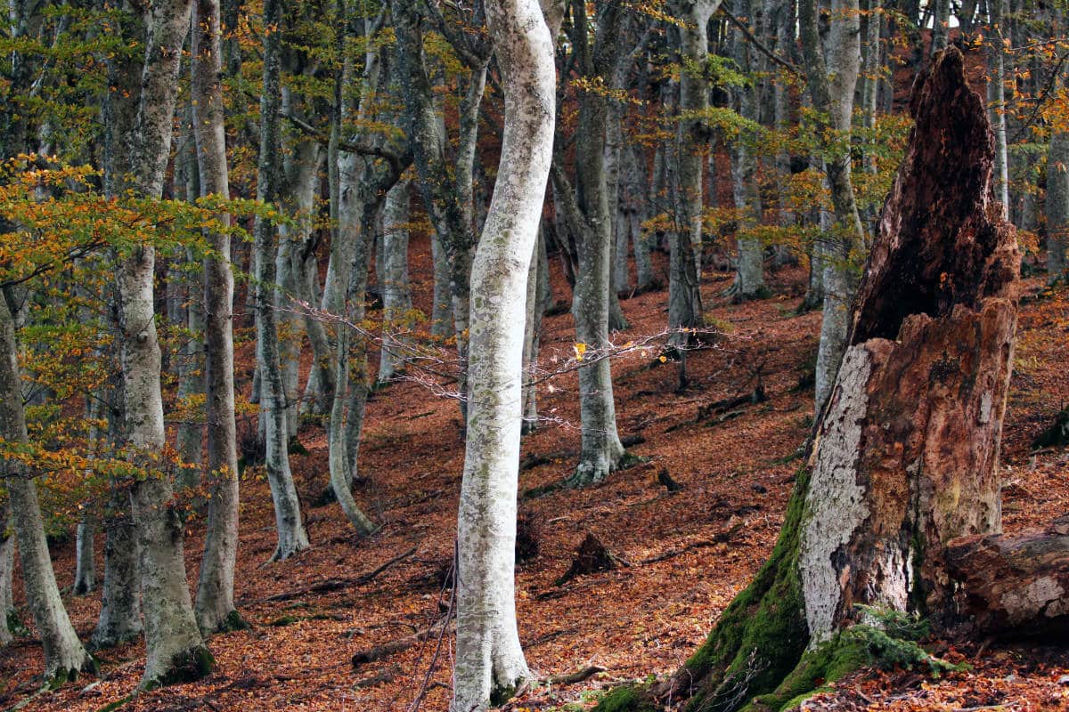 Faggeta di Canfaito