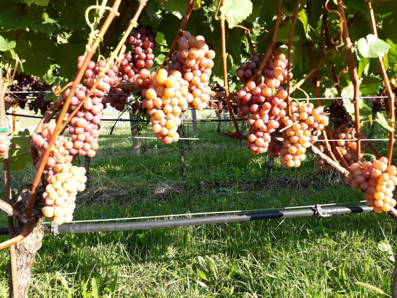 Azienda Agricola ‘La Quadra’