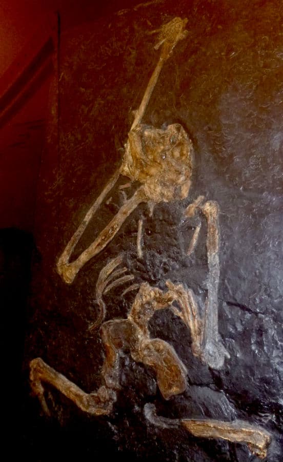 Museo Archeologico di Massa Marittima