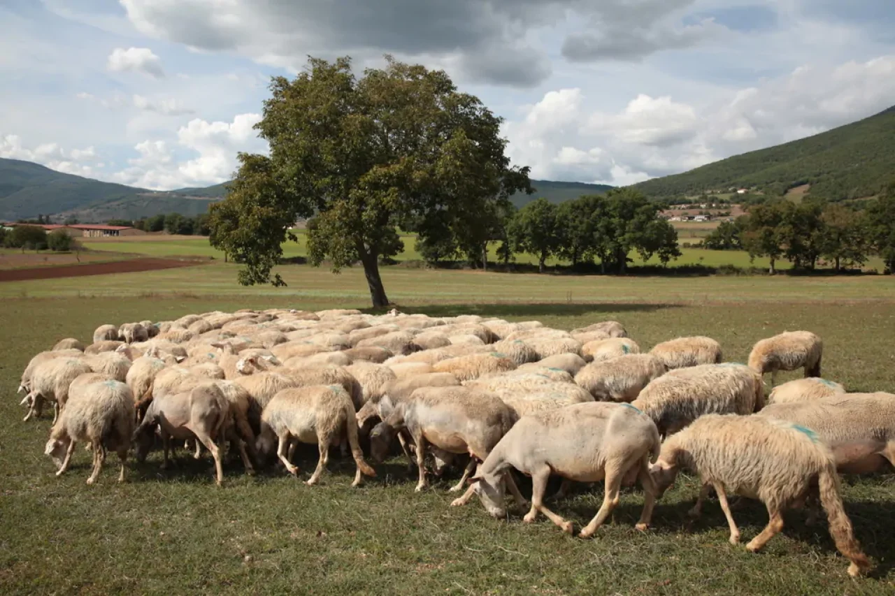 Azienda agricola Pucciotti Fabrizio