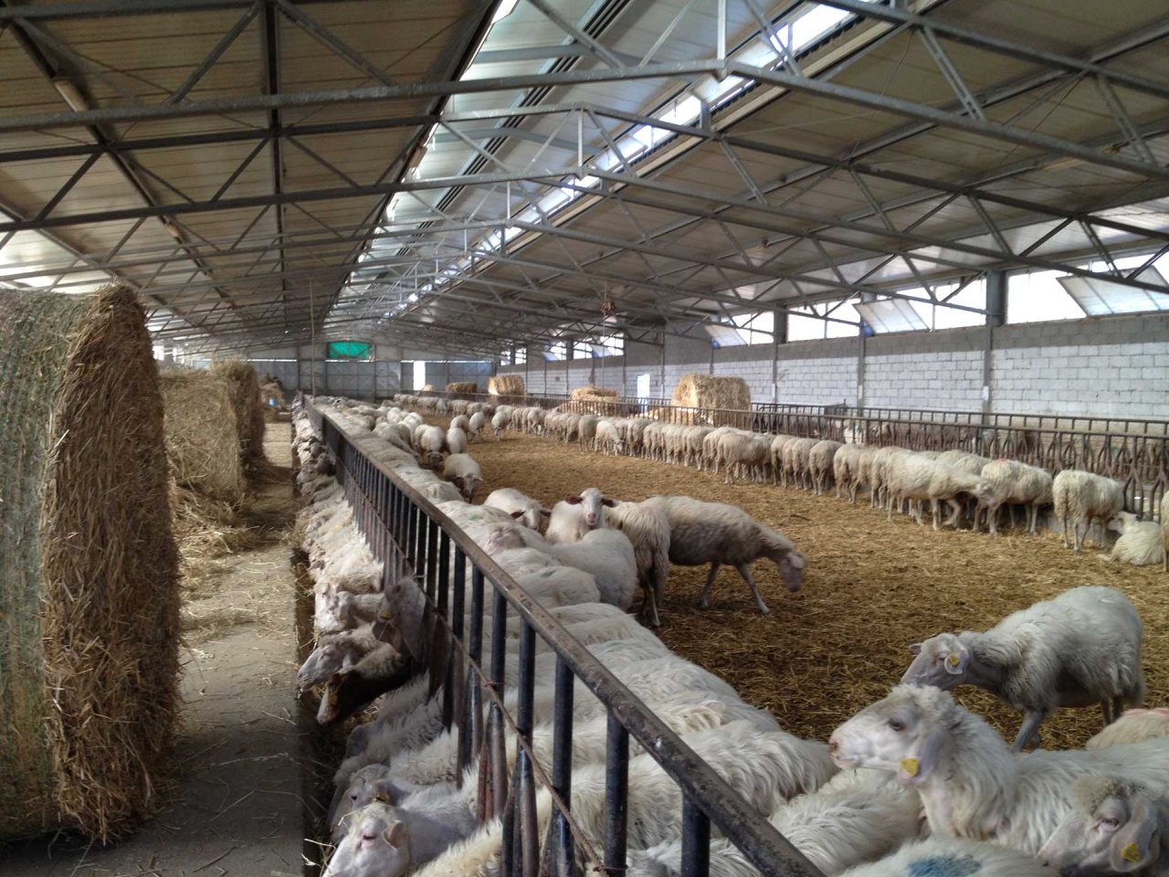 Azienda Zootecnica Tosa