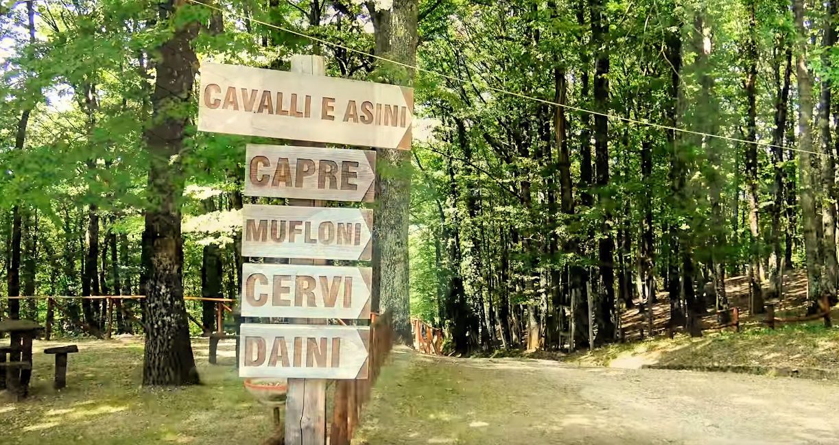 Foresta di Cerreta Cognole