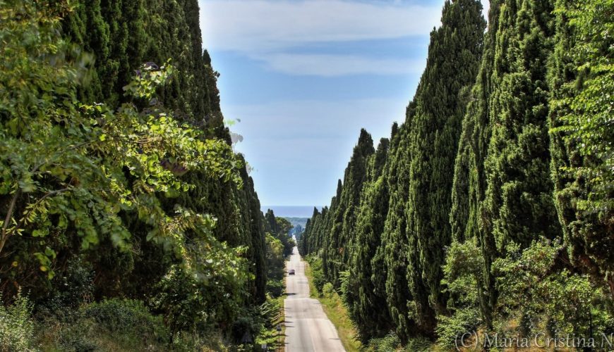 Bolgheri è poesia