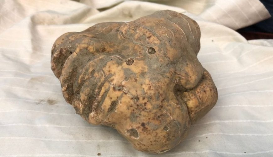 Oro bianco in Basilicata: trovato un tartufo di 600 grammi