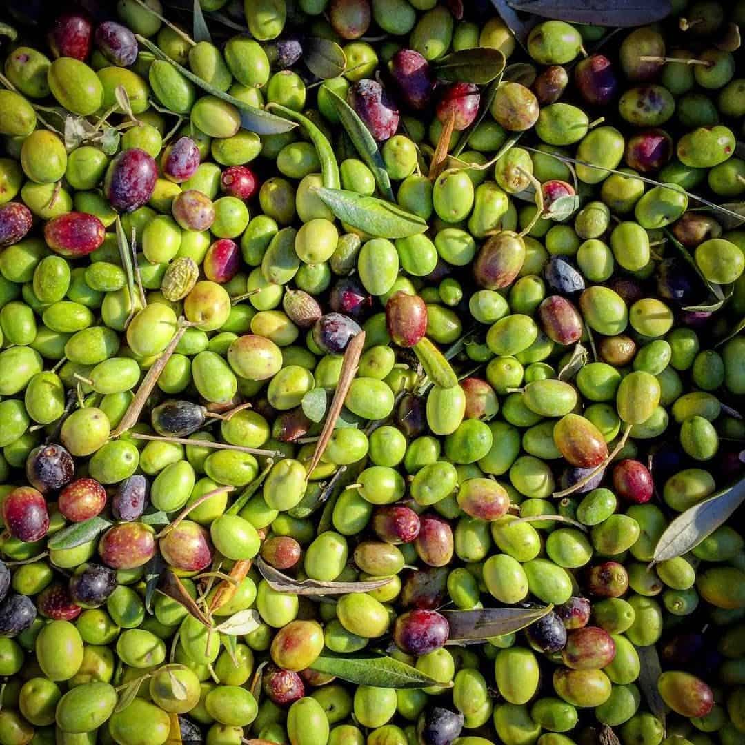 Olive per olio extra vergine