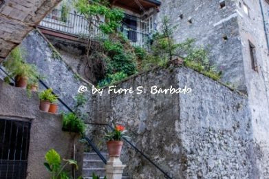 33862109888_8dbd011e7b_o.jpg-Fiore-Silvestro-Barbato
