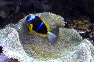Acquario tropicale di Siracusa