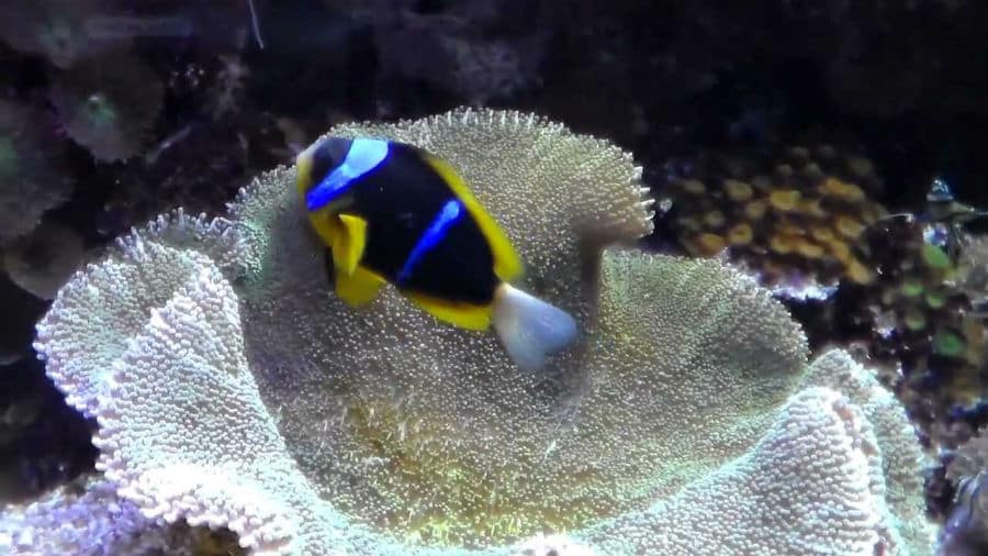 Acquario tropicale di Siracusa