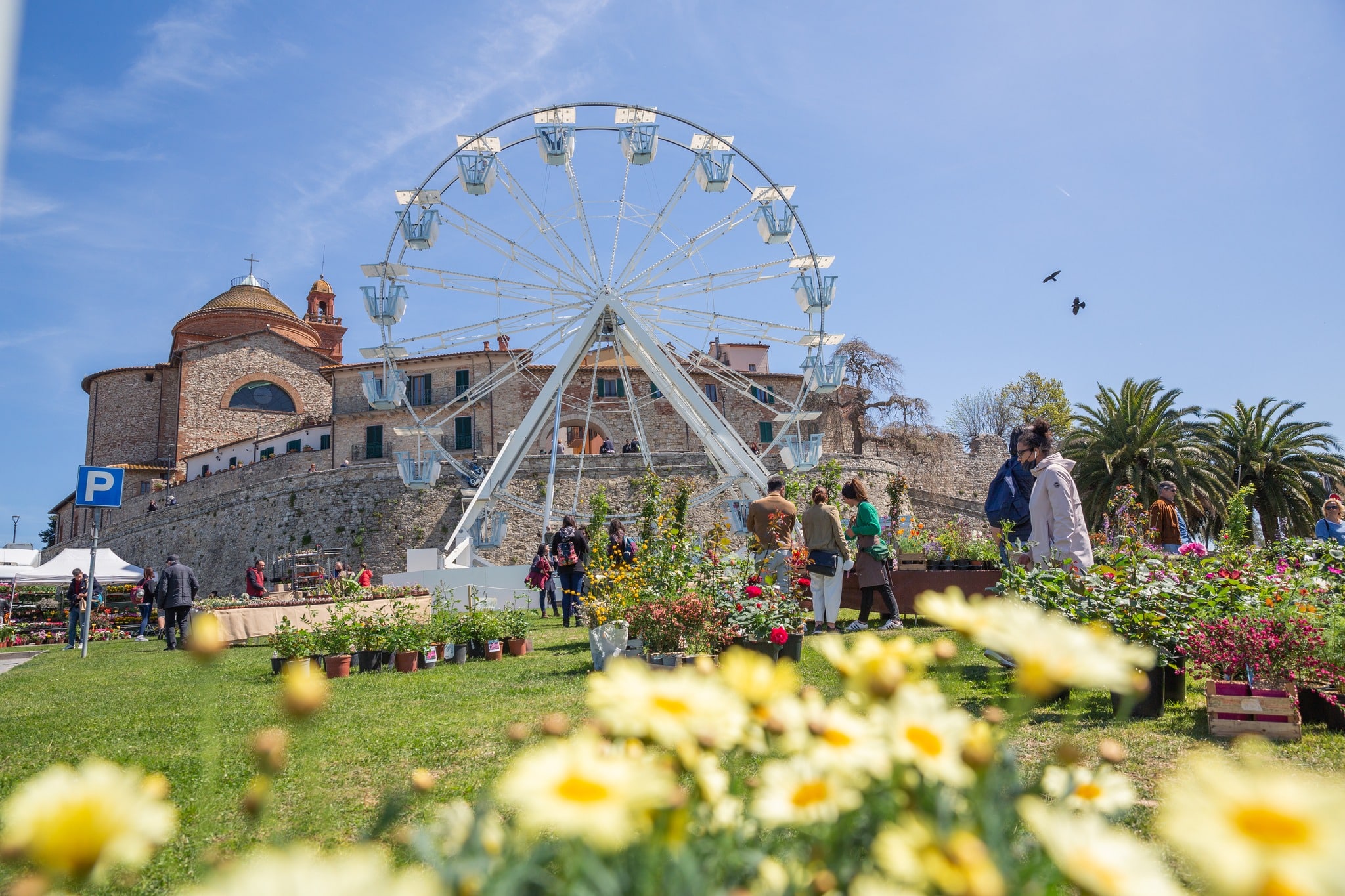 Festa del Tulipano