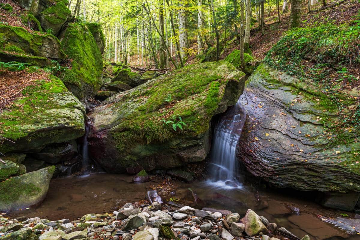 Parco nazionale delle Foreste Casentinesi
