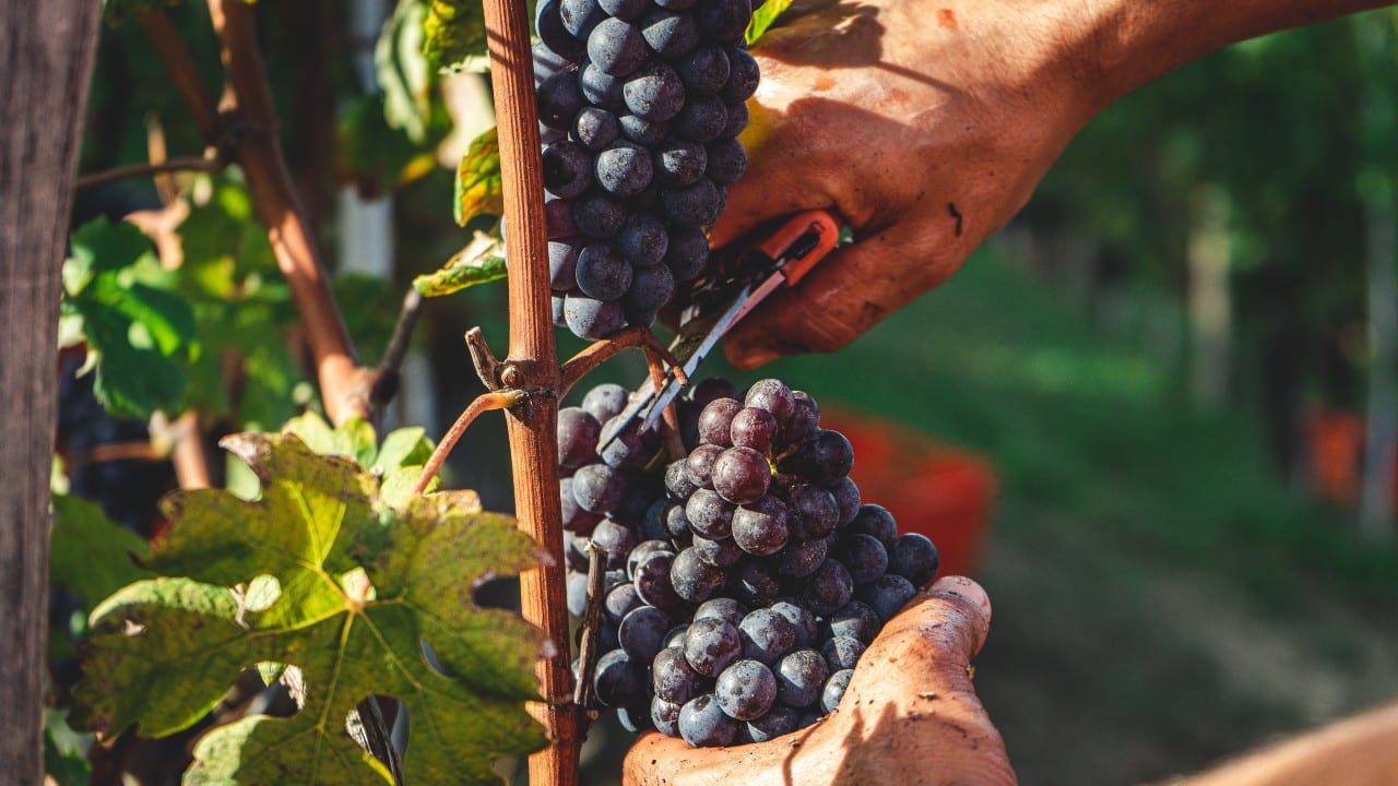 Raccolta dell'uva Nebbiolo a Serralunga d'Alba