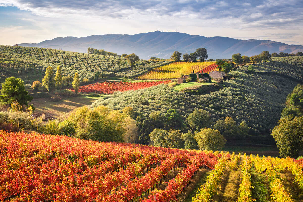 Vigneti del Sagantino