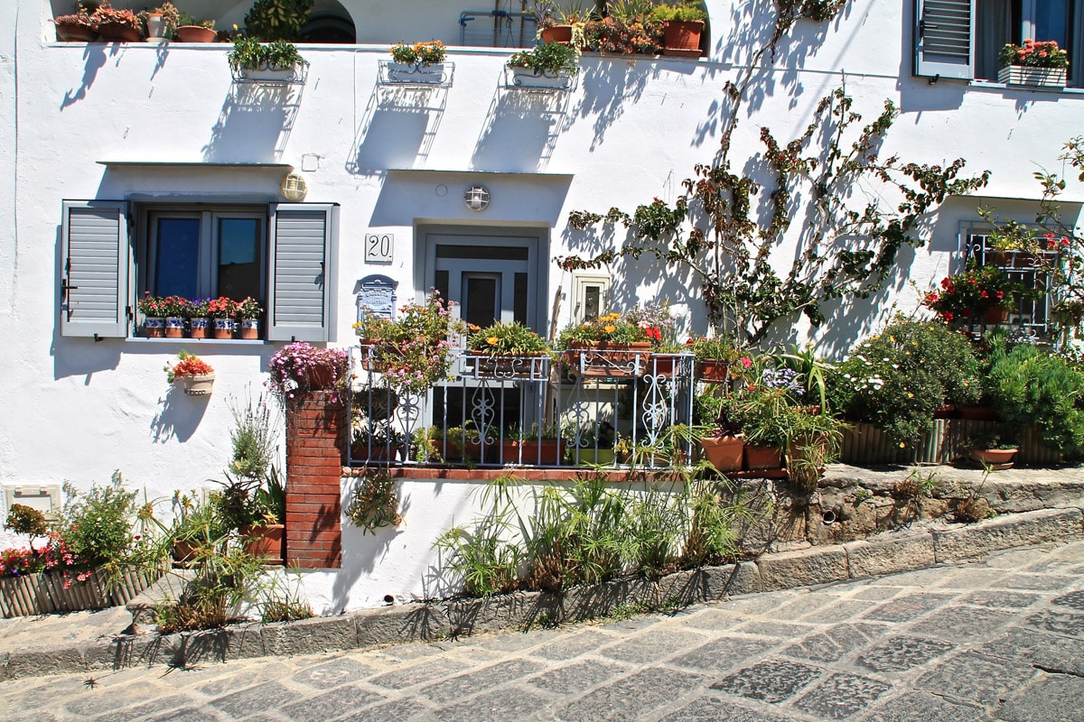 Fiori a Procida
