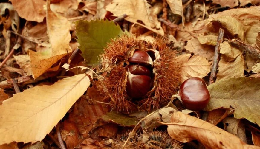 I sapori d’autunno delle Dolomiti Lucane