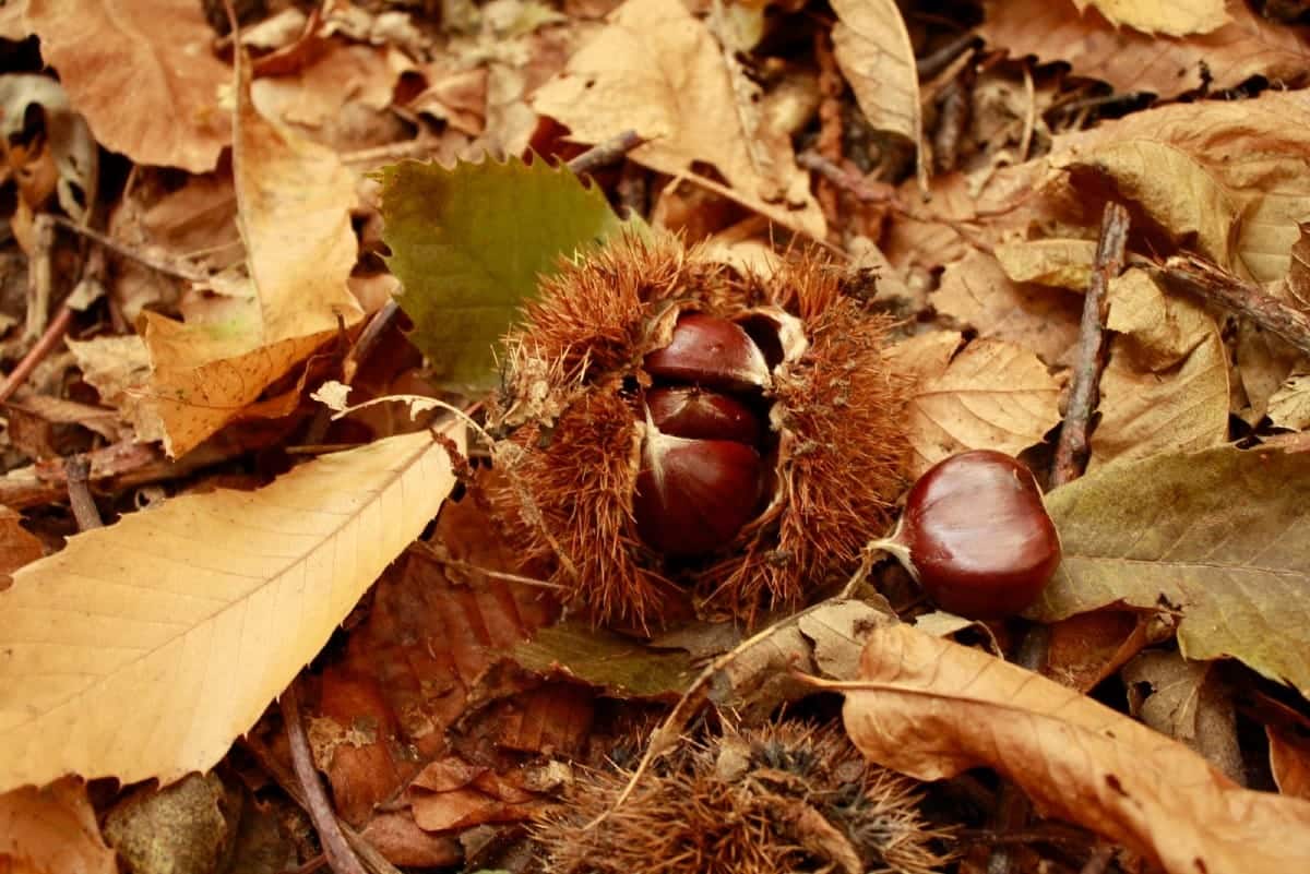 I sapori d’autunno delle Dolomiti Lucane