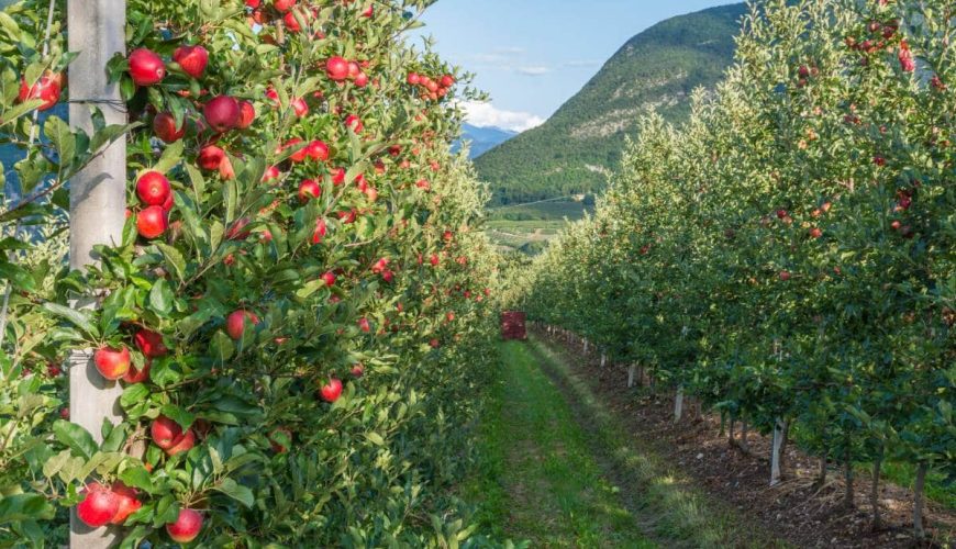 La cucina della tradizione: i 5 piatti tipici dei borghi trentini da provare assolutamente