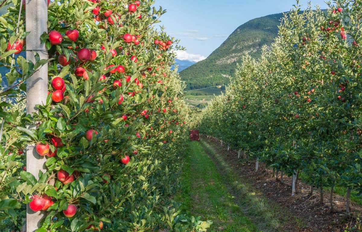 La cucina della tradizione: i 5 piatti tipici dei borghi trentini da provare assolutamente