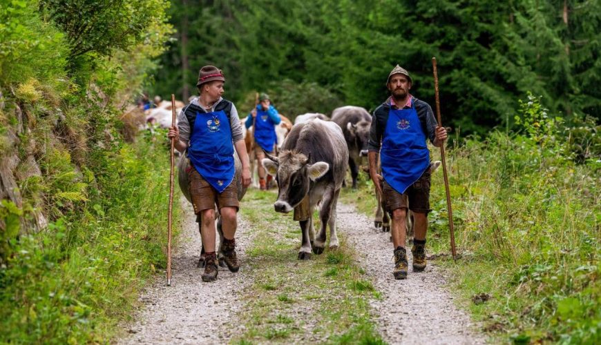 Dai pascoli di alta montagna a valle: Transumanza a Racines, Ridanna e Val Giovo