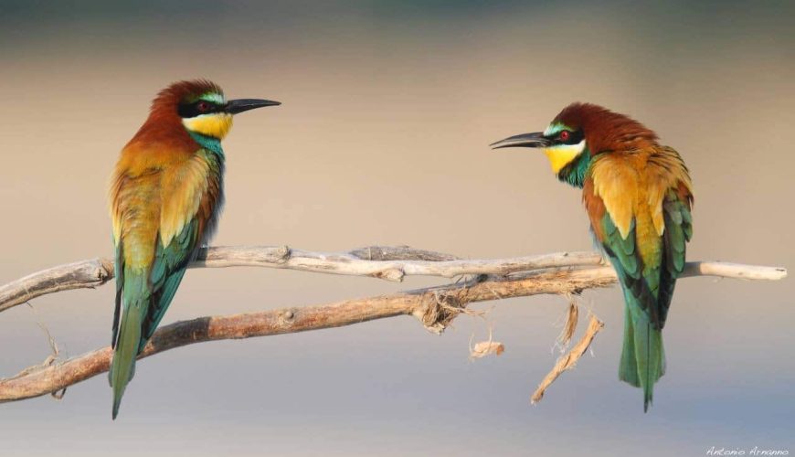 I Parchi del Ducato: la natura protetta tra Parma e Piacenza
