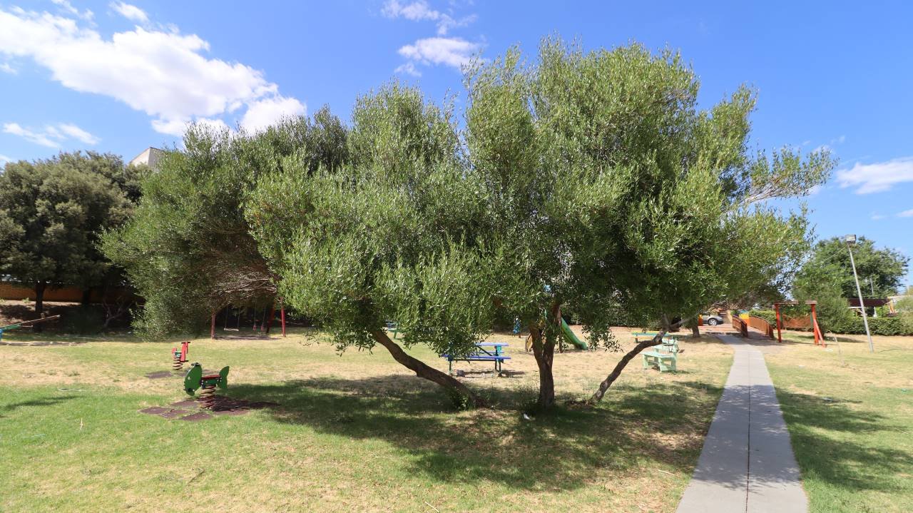 un gruppo di alberi in un parco