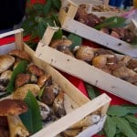 Sagra del fungo Silano 2